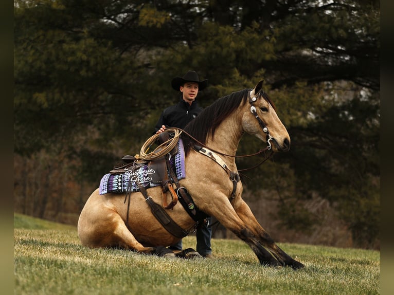 Draft Horse Mix Castrone 6 Anni 155 cm Pelle di daino in Millersburg