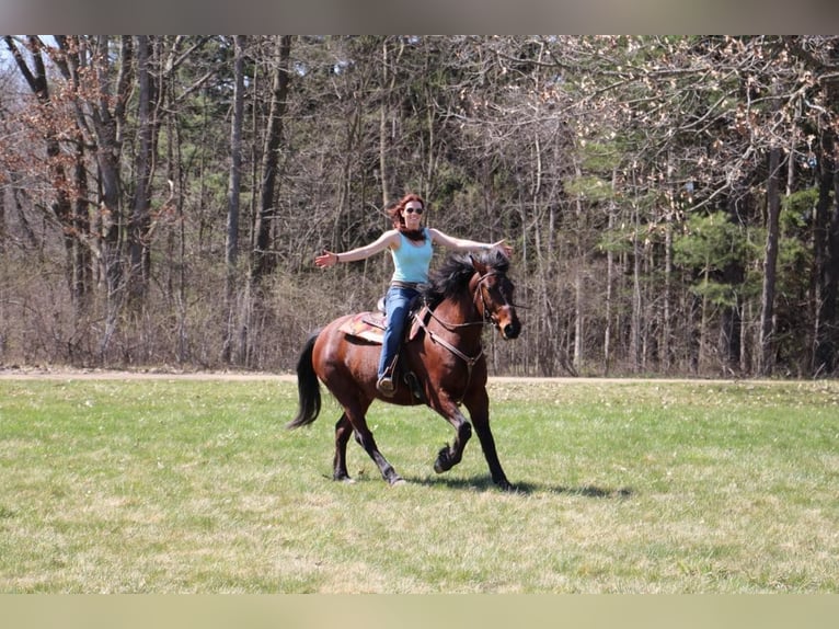 Draft Horse Castrone 6 Anni 157 cm Baio ciliegia in Howell, MI