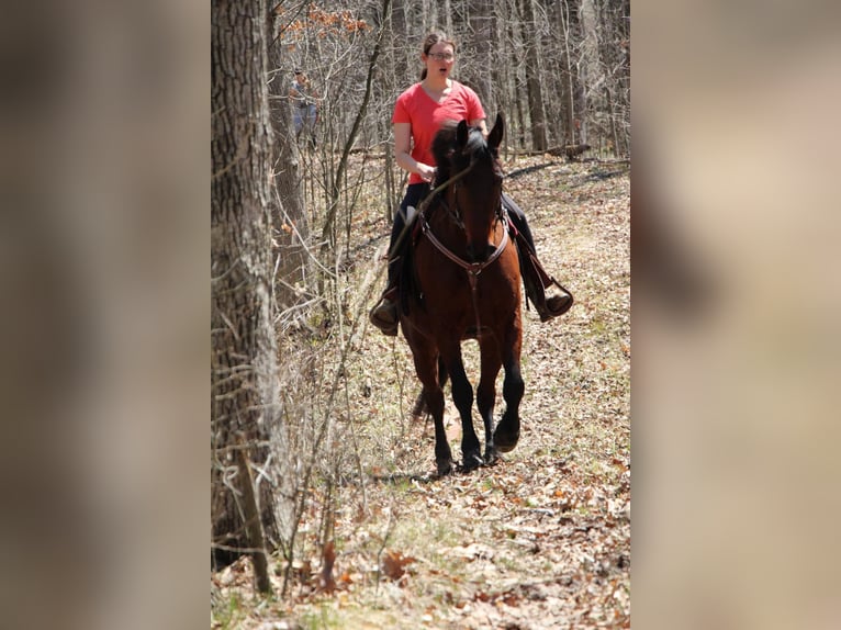 Draft Horse Castrone 6 Anni 157 cm Baio ciliegia in Howell, MI