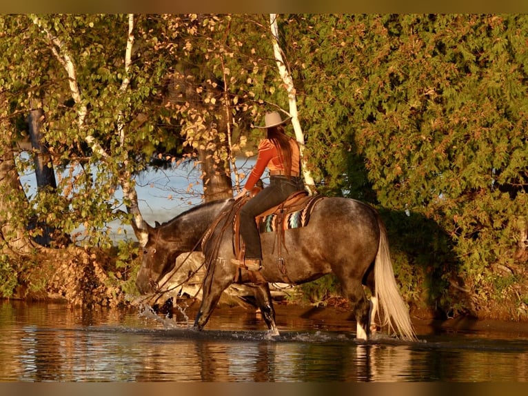 Draft Horse Mix Castrone 6 Anni 157 cm Grigio in Aguila