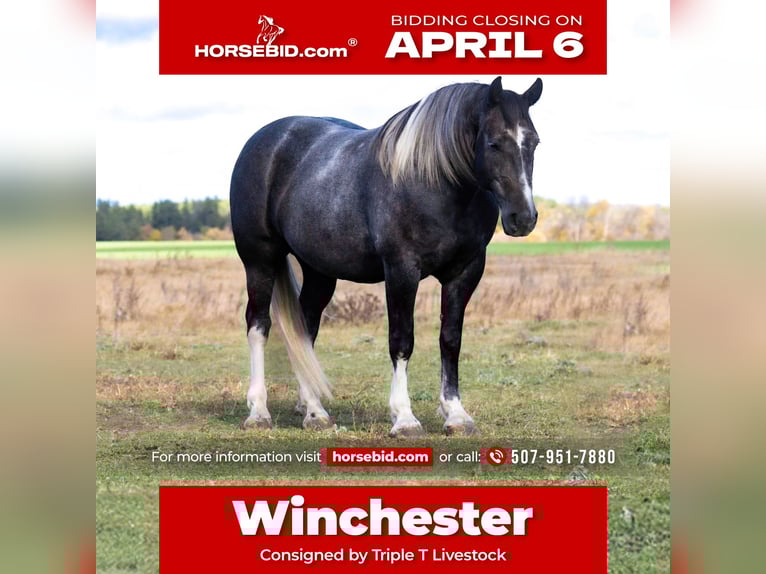 Draft Horse Mix Castrone 6 Anni 157 cm Grigio in Aguila