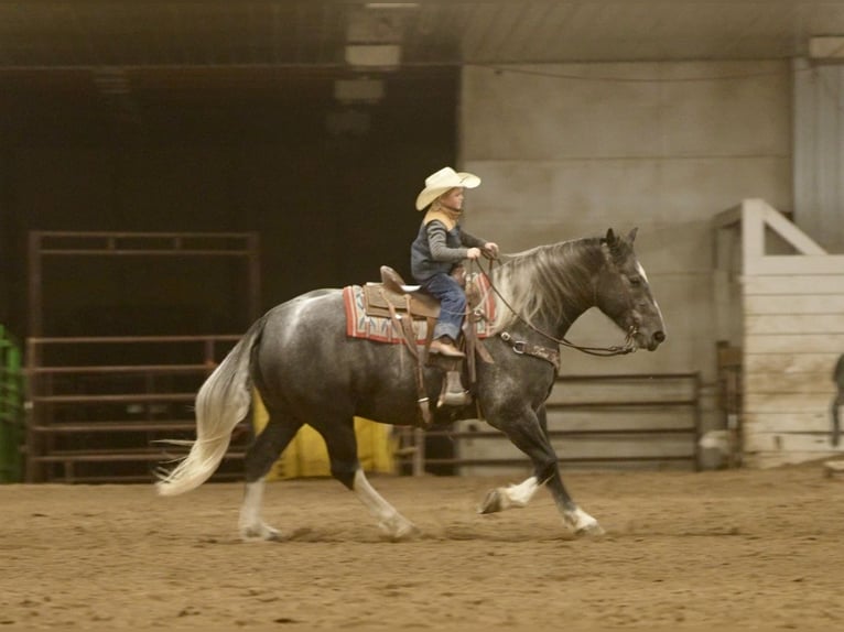 Draft Horse Mix Castrone 6 Anni 157 cm Grigio in Aguila