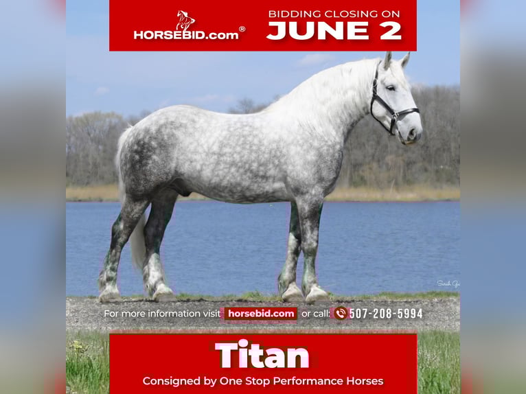 Draft Horse Mix Castrone 6 Anni 157 cm Grigio pezzato in Oelwein, IA
