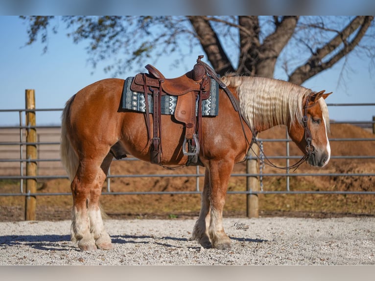 Draft Horse Mix Castrone 6 Anni 157 cm Palomino in Independence