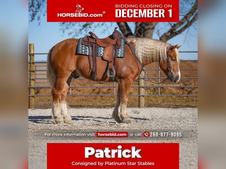 Draft Horse Mix Castrone 6 Anni 157 cm Palomino in Independence