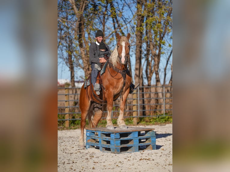 Draft Horse Mix Castrone 6 Anni 157 cm Palomino in Independence