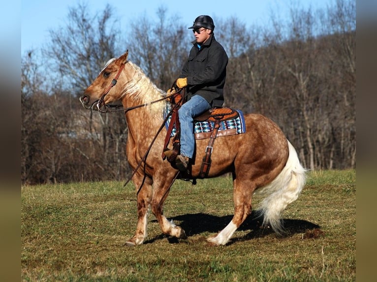 Draft Horse Castrone 6 Anni 157 cm Palomino in Level Green KY