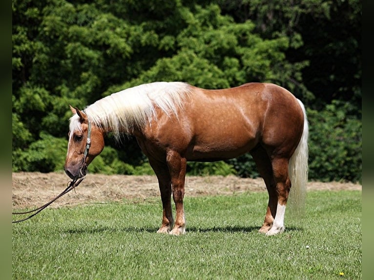 Draft Horse Castrone 6 Anni 157 cm Palomino in Level Green Ky