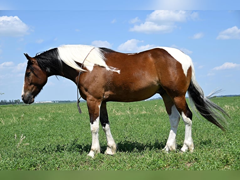 Draft Horse Castrone 6 Anni 157 cm Tobiano-tutti i colori in Fairbank IA