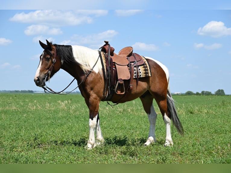 Draft Horse Castrone 6 Anni 157 cm Tobiano-tutti i colori in Fairbank IA