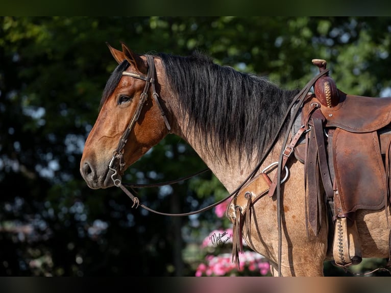 Draft Horse Mix Castrone 6 Anni 160 cm Baio roano in Stewartville, MN