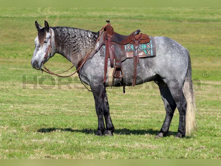 Draft Horse Mix Castrone 6 Anni 160 cm Grigio pezzato in Clarion, PA