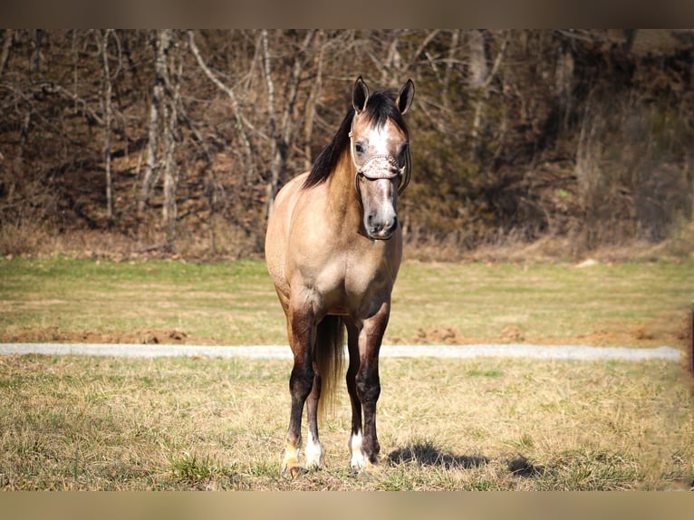 Draft Horse Castrone 6 Anni 160 cm Grullo in Flemmingsburg, KY