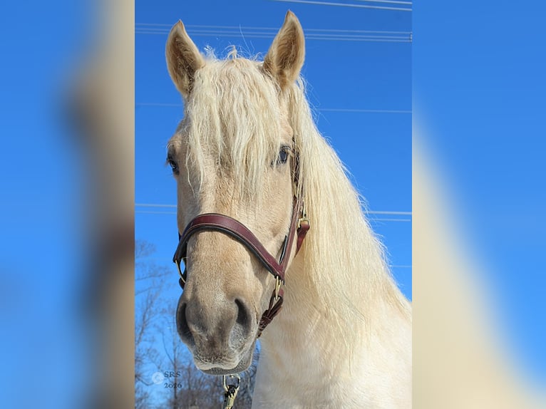 Draft Horse Castrone 6 Anni 160 cm Palomino in Jeffersonton