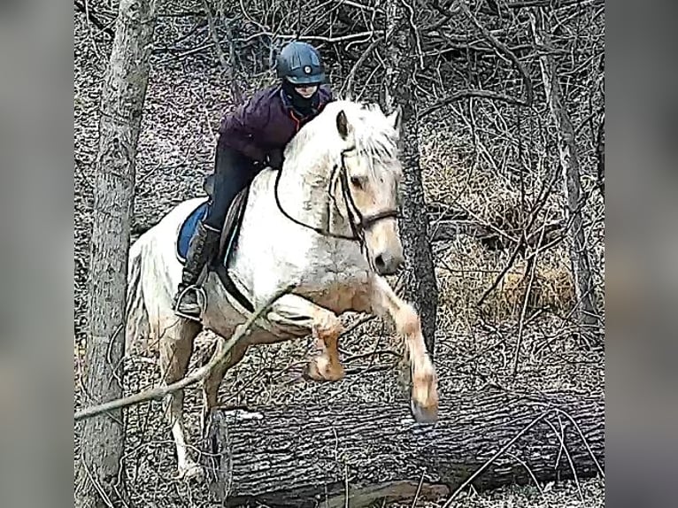Draft Horse Castrone 6 Anni 160 cm Palomino in Jeffersonton