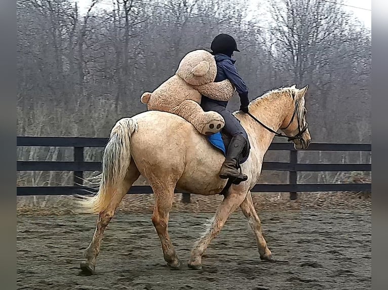 Draft Horse Castrone 6 Anni 160 cm Palomino in Jeffersonton