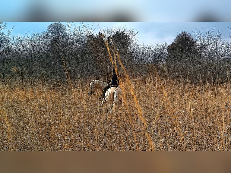 Draft Horse Castrone 6 Anni 160 cm Palomino in Jeffersonton