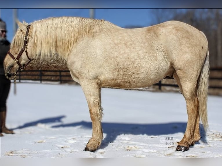 Draft Horse Castrone 6 Anni 160 cm Palomino in Jeffersonton