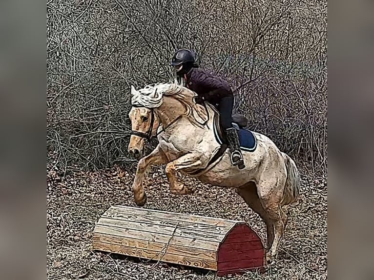 Draft Horse Castrone 6 Anni 160 cm Palomino in Jeffersonton