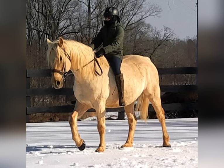Draft Horse Castrone 6 Anni 160 cm Palomino in Jeffersonton