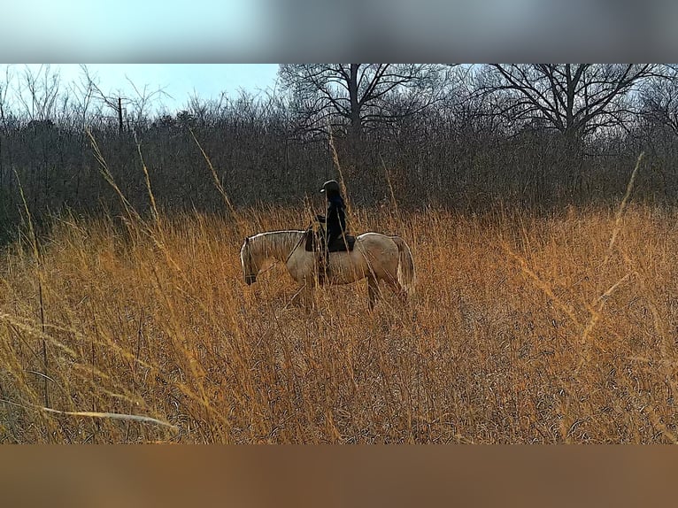 Draft Horse Castrone 6 Anni 160 cm Palomino in Jeffersonton