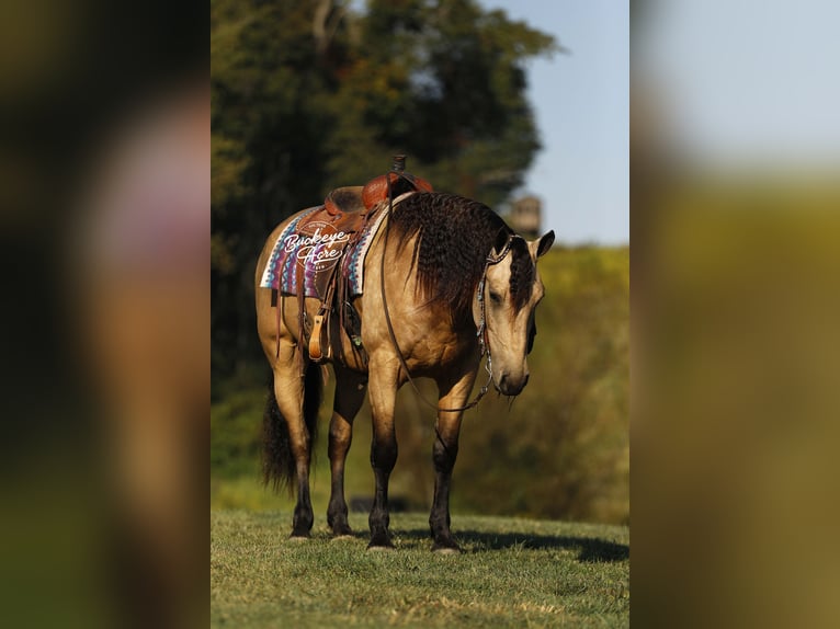 Draft Horse Mix Castrone 6 Anni 160 cm Pelle di daino in Millersburg
