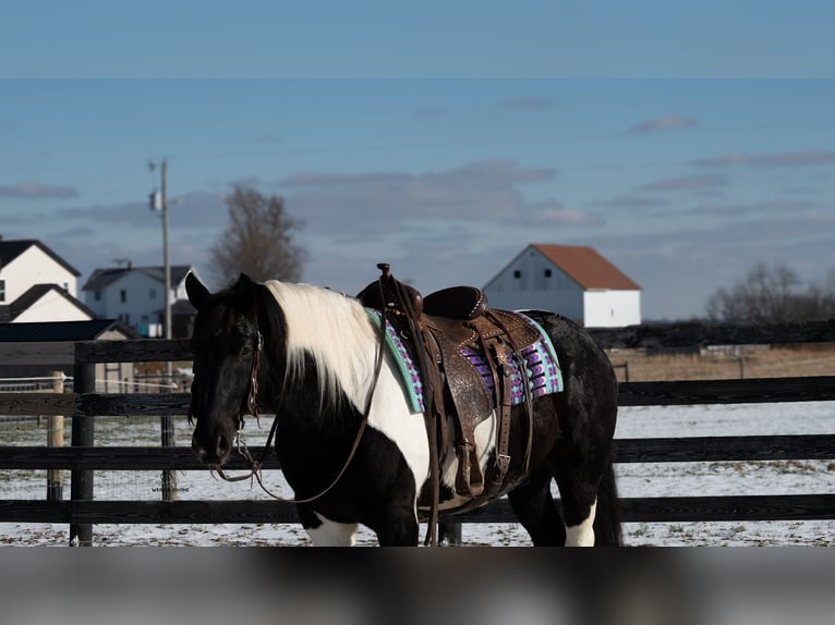 Draft Horse Mix Castrone 6 Anni 160 cm Pezzato in Fredericksburg