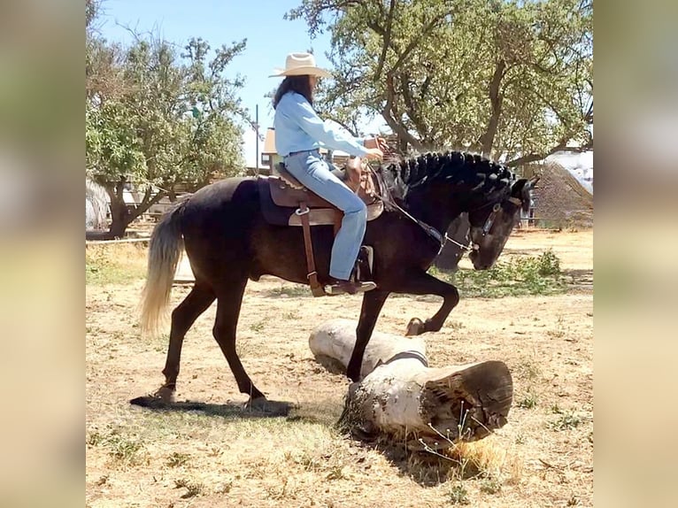 Draft Horse Mix Castrone 6 Anni 160 cm in Waterford, CA