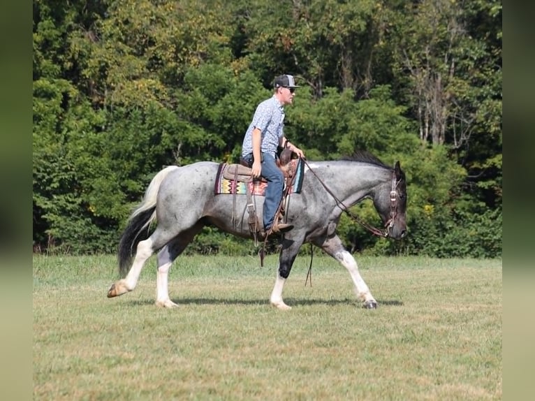 Draft Horse Castrone 6 Anni 160 cm Roano blu in Mount Vernon