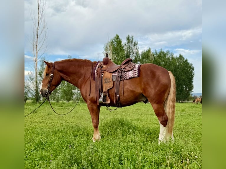 Draft Horse Mix Castrone 6 Anni 160 cm Sauro ciliegia in Heber City