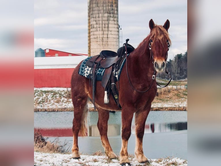 Draft Horse Castrone 6 Anni 160 cm Sauro ciliegia in Everette PA