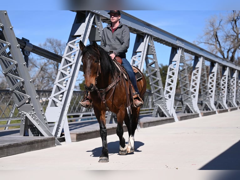 Draft Horse Mix Castrone 6 Anni 163 cm Baio ciliegia in Waco