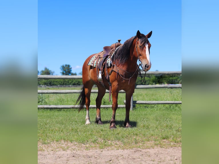 Draft Horse Mix Castrone 6 Anni 163 cm Baio ciliegia in Fergus Falls