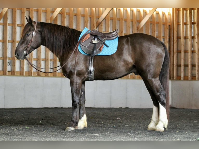 Draft Horse Mix Castrone 6 Anni 163 cm Baio ciliegia in Beaver Springs
