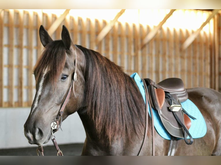 Draft Horse Mix Castrone 6 Anni 163 cm Baio ciliegia in Beaver Springs