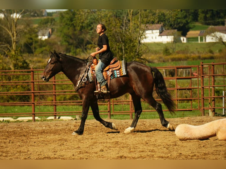 Draft Horse Mix Castrone 6 Anni 163 cm Baio roano in Fresno
