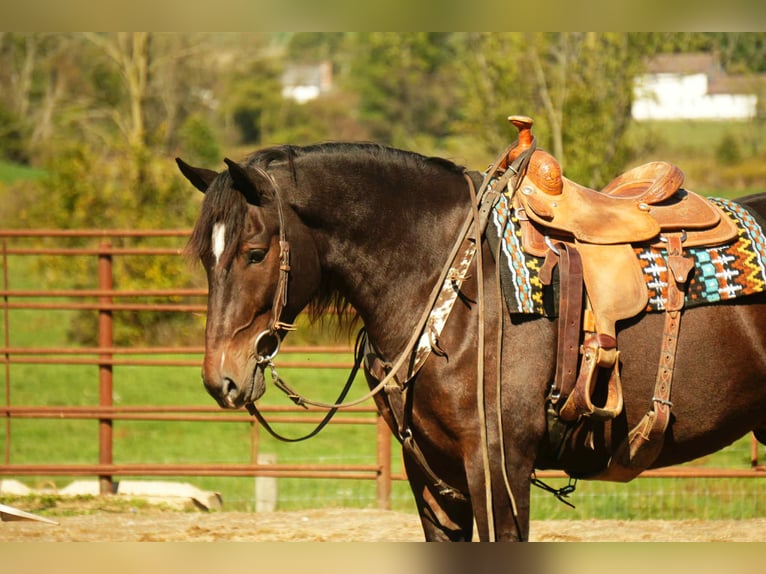 Draft Horse Mix Castrone 6 Anni 163 cm Baio roano in Fresno
