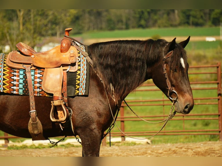 Draft Horse Mix Castrone 6 Anni 163 cm Baio roano in Fresno