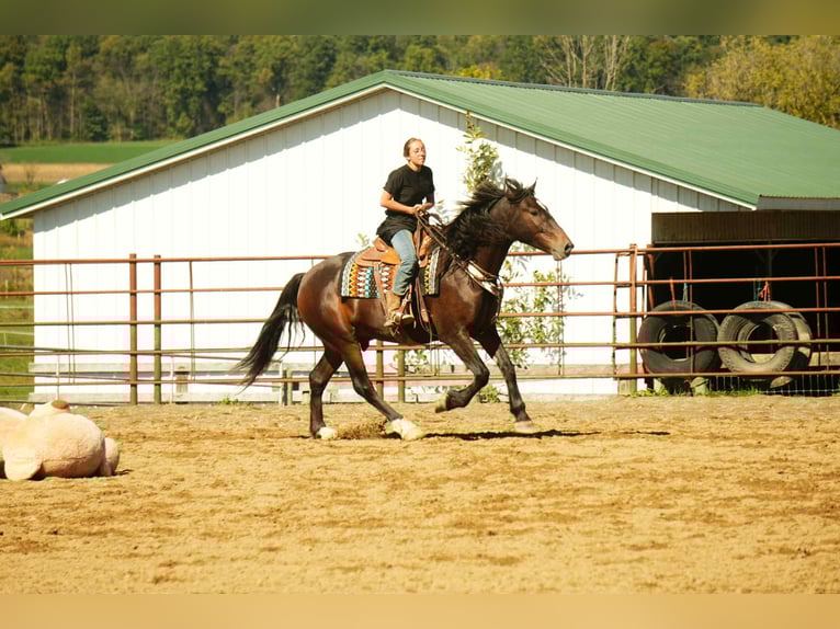 Draft Horse Mix Castrone 6 Anni 163 cm Baio roano in Fresno