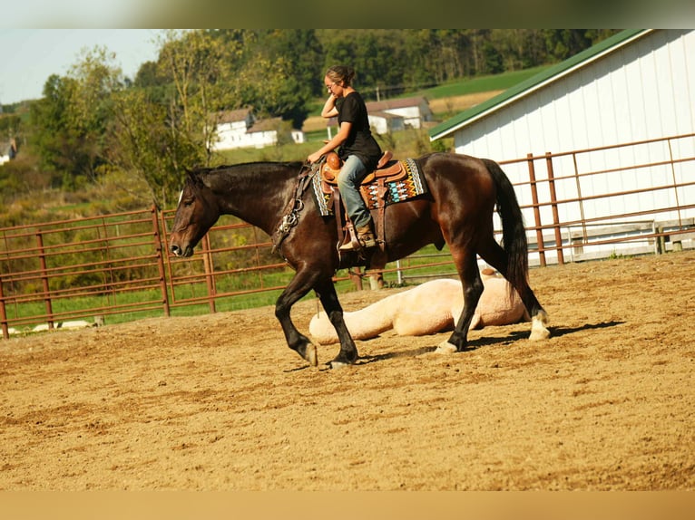 Draft Horse Mix Castrone 6 Anni 163 cm Baio roano in Fresno