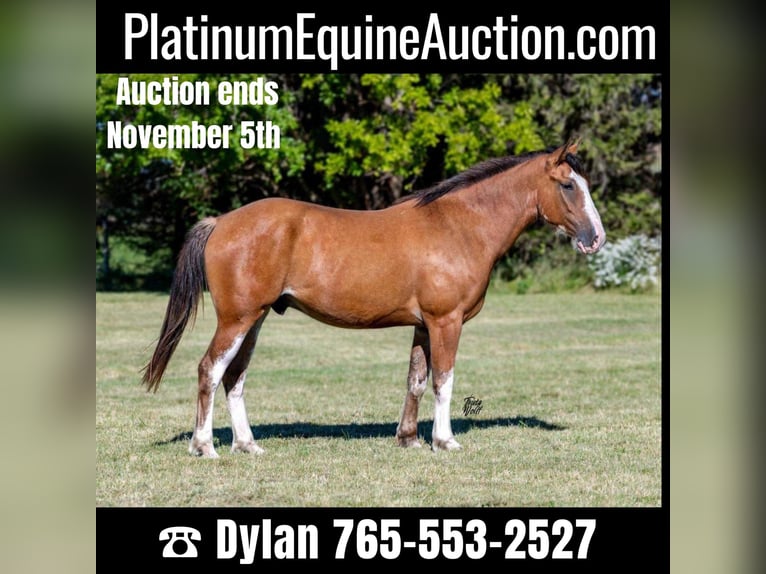 Draft Horse Castrone 6 Anni 163 cm Baio roano in Van Horne IA