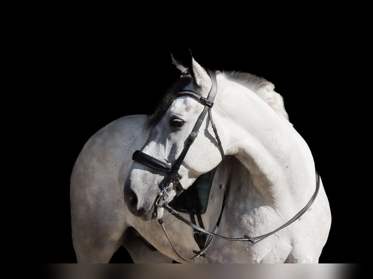 Draft Horse Mix Castrone 6 Anni 163 cm Grigio in Sugarcreek