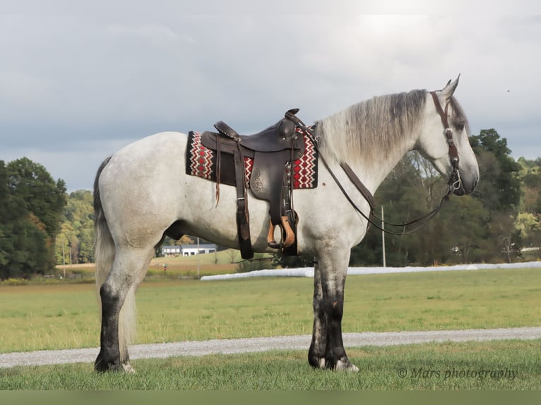 Draft Horse Mix Castrone 6 Anni 163 cm Grigio in Sugarcreek
