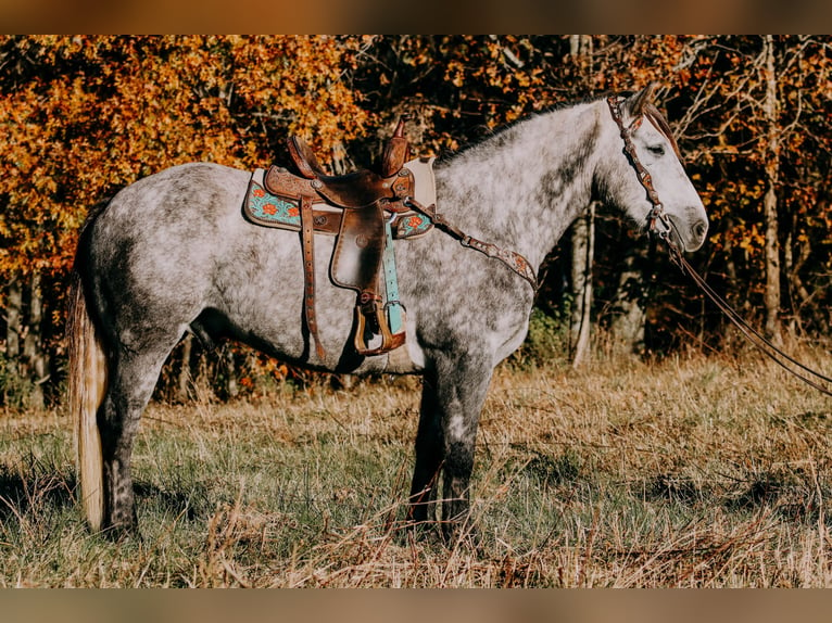 Draft Horse Castrone 6 Anni 163 cm Grigio pezzato in Hillsboro KY