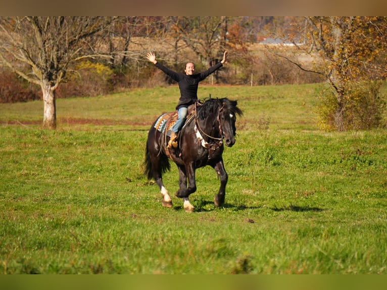 Draft Horse Mix Castrone 6 Anni 163 cm Morello in Fresno