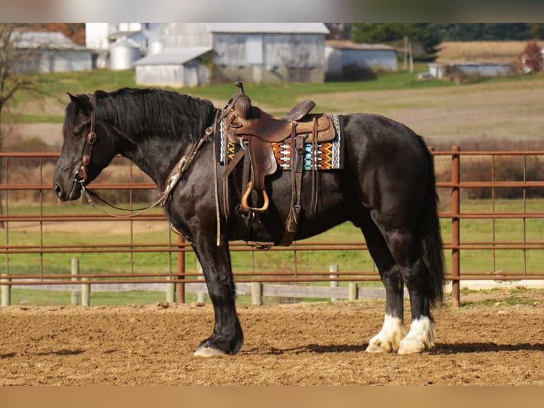 Draft Horse Mix Castrone 6 Anni 163 cm Morello in Fresno