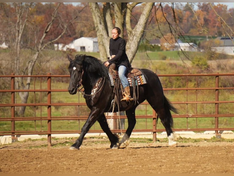 Draft Horse Mix Castrone 6 Anni 163 cm Morello in Fresno