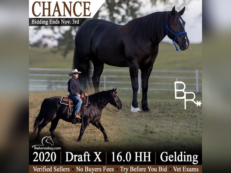 Draft Horse Mix Castrone 6 Anni 163 cm Morello in Mountain Grove, MO