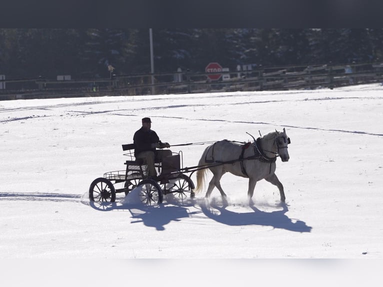 Draft Horse Mix Castrone 6 Anni 163 cm Palomino in Nevis