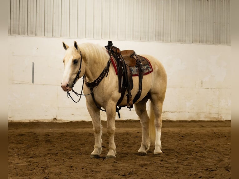 Draft Horse Mix Castrone 6 Anni 163 cm Palomino in Nevis